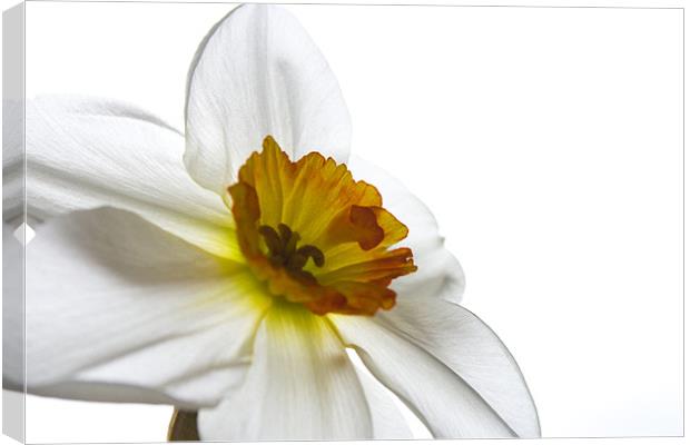 Daffodil Study Two Canvas Print by Kate Young