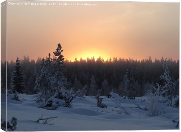 Winter sun             Canvas Print by Marja Ozwell