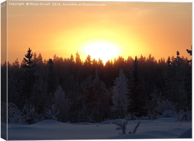 Winter sunshine Canvas Print by Marja Ozwell