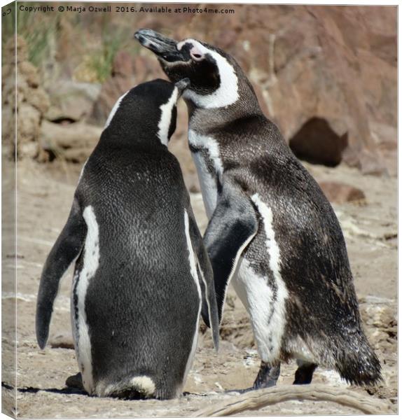 Penguin love                      Canvas Print by Marja Ozwell