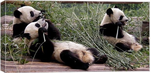 Hungry pandas Canvas Print by Marja Ozwell