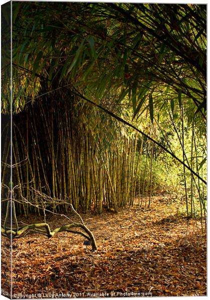 Sunlight through bamboo Canvas Print by Lucy Antony