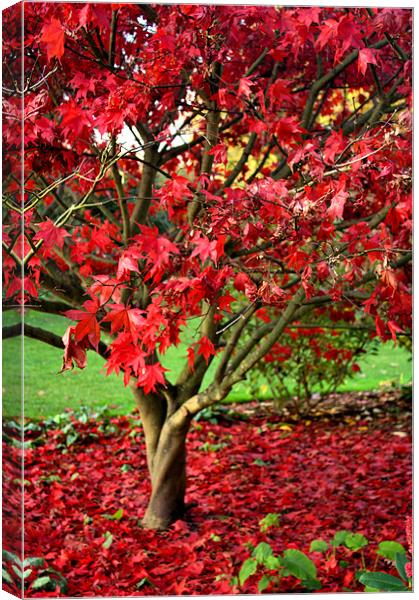 Red Autumn tree Canvas Print by Lucy Antony