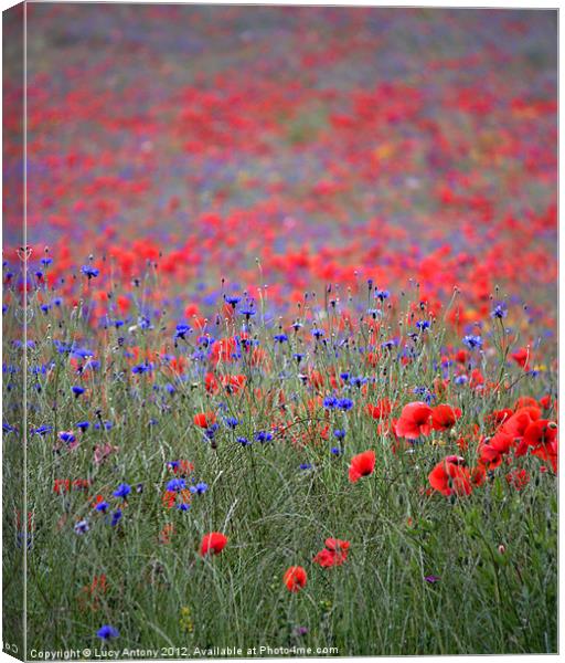 wildflower meadow Canvas Print by Lucy Antony
