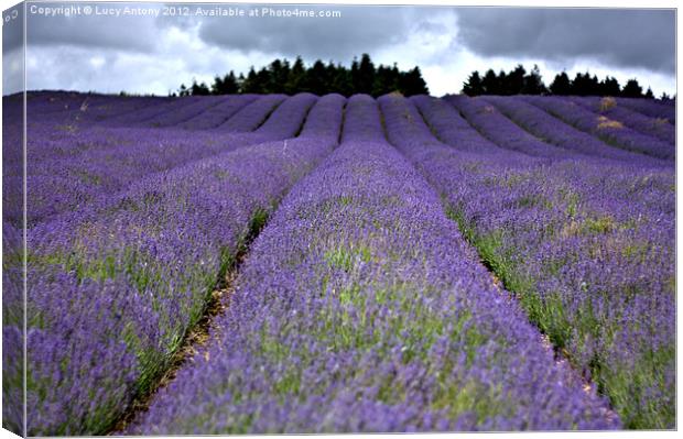 lavender field Canvas Print by Lucy Antony