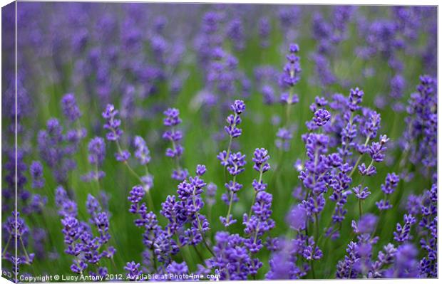 English lavender Canvas Print by Lucy Antony
