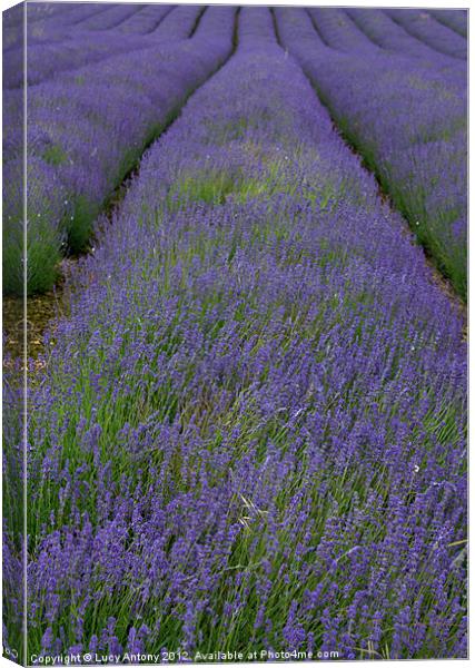 Lines of Lavender Canvas Print by Lucy Antony