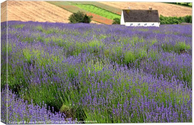 Lavender house Canvas Print by Lucy Antony