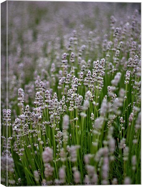white lavender Canvas Print by Lucy Antony