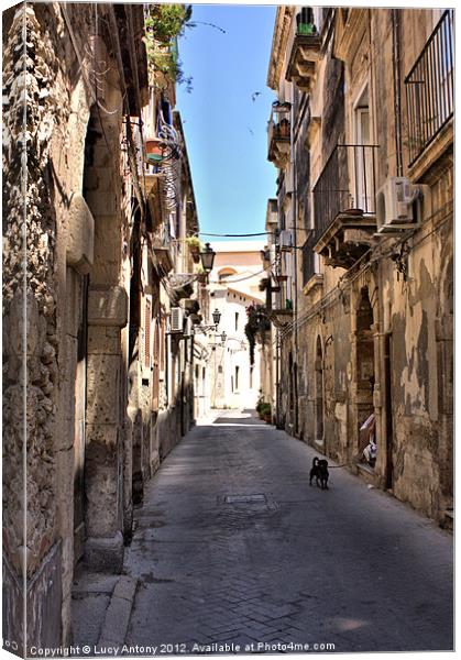 Sicilian alley dog Canvas Print by Lucy Antony