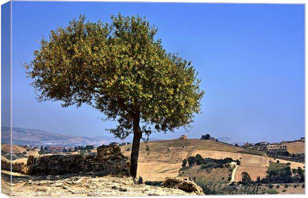 Olive tree, Sicily Canvas Print by Lucy Antony
