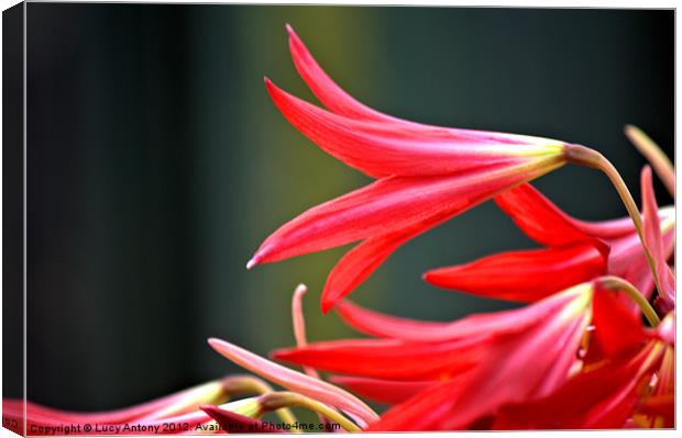 red fluted flower Canvas Print by Lucy Antony