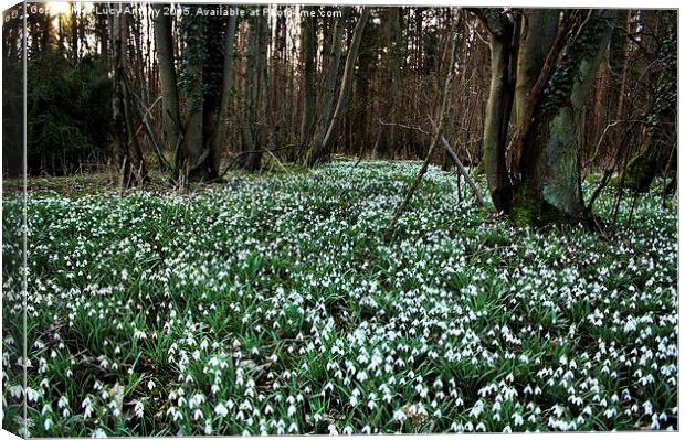  Snowdrop wood Canvas Print by Lucy Antony