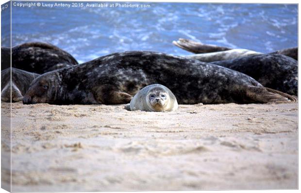 Seal pup on Horsey Beach Canvas Print by Lucy Antony
