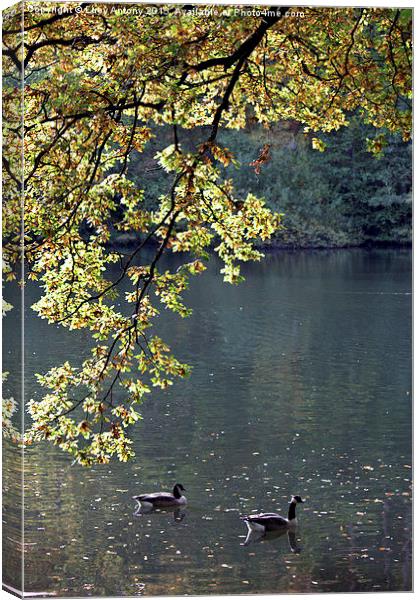  Geese on the Lake Canvas Print by Lucy Antony