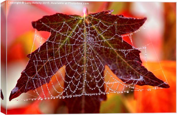  Square web Canvas Print by Lucy Antony