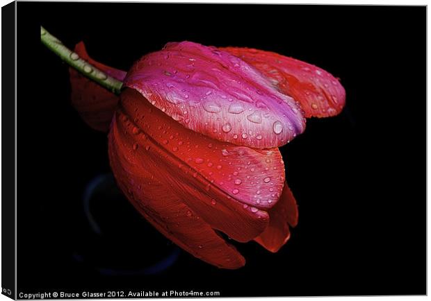 RED Canvas Print by Bruce Glasser