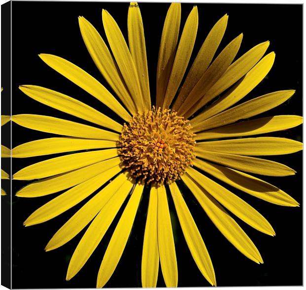  I AM FLOWER Canvas Print by Bruce Glasser