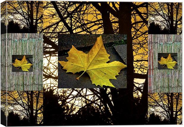  NATURAL COLLAGE Canvas Print by Bruce Glasser