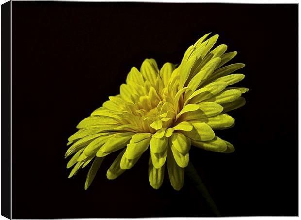  Fake Flower Canvas Print by Bruce Glasser