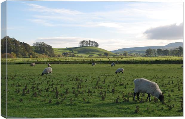 Sheep Grazing in Yorkshire Canvas Print by Madeline Harris