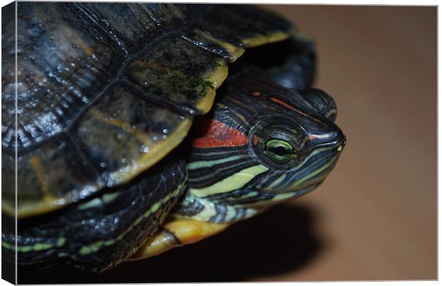 Red eared Terrapin Canvas Print by Madeline Harris
