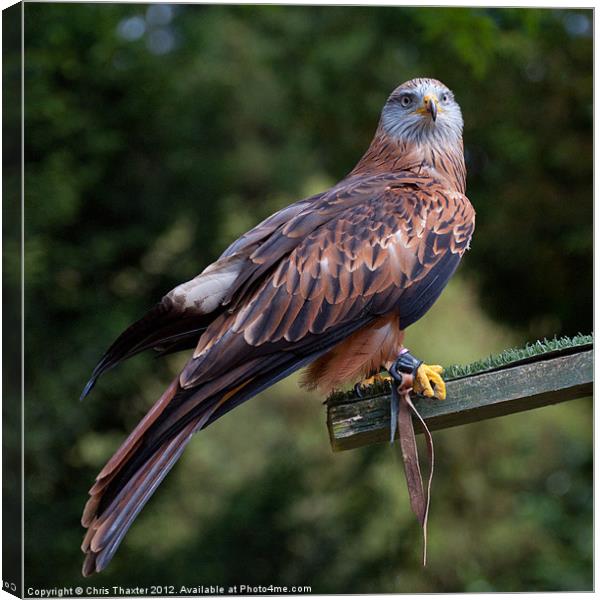 Red Kite Canvas Print by Chris Thaxter
