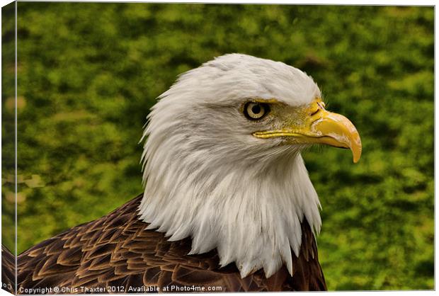 The Bald Eagle Canvas Print by Chris Thaxter