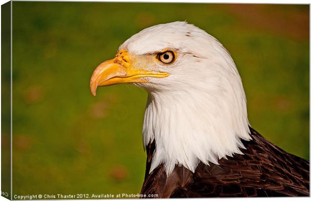 Bald Eagle 2 Canvas Print by Chris Thaxter