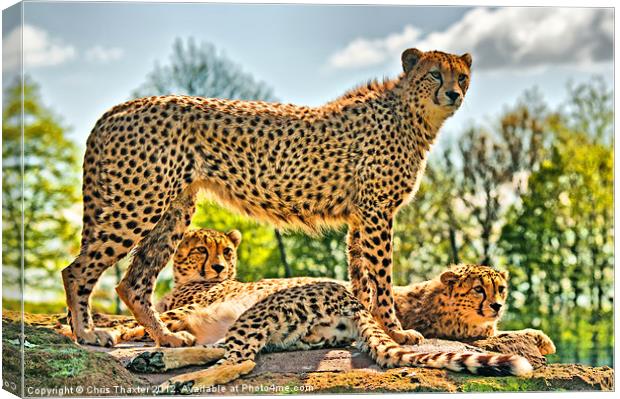Three Cheetahs Canvas Print by Chris Thaxter