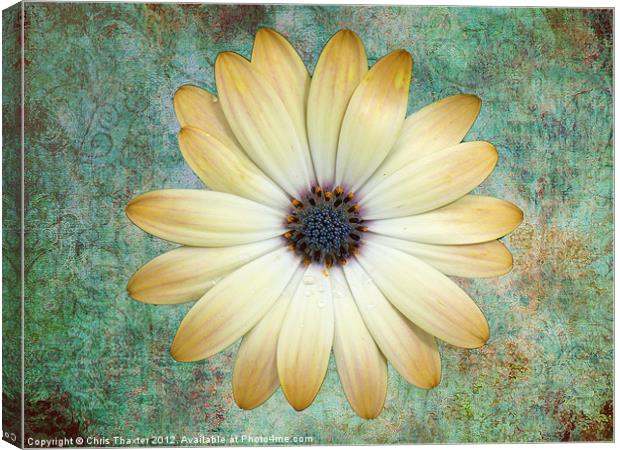 Cream Coloured Daisy Canvas Print by Chris Thaxter