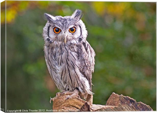 Scops Owl Canvas Print by Chris Thaxter
