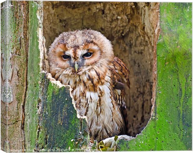 Tawny Owl Canvas Print by Chris Thaxter