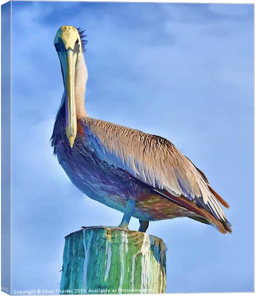 Majestic Pelican Perched Canvas Print by Chris Thaxter