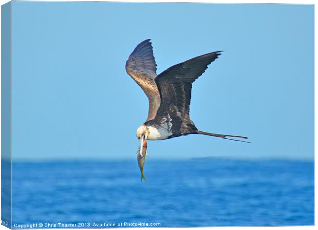 Majestic Frigate Bird Soaring over the Ocean Canvas Print by Chris Thaxter