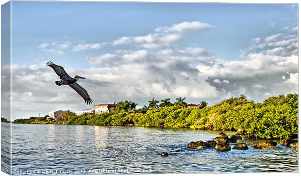 Pelican Coming Home Canvas Print by Chris Thaxter