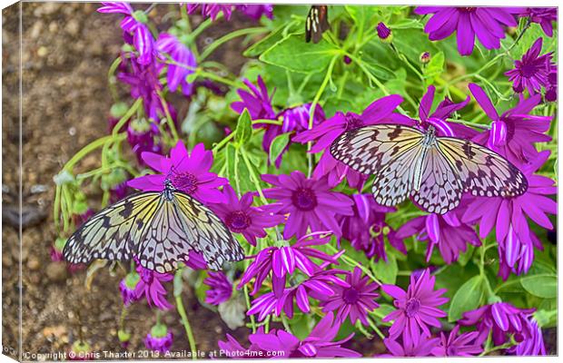 2 Tree Nymph Butterflies Canvas Print by Chris Thaxter