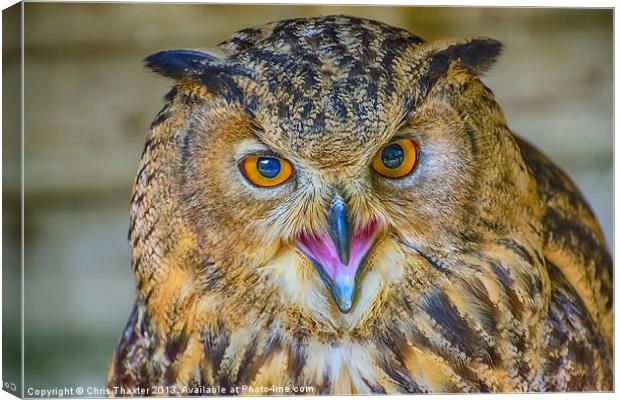 Fierce Bengal Owl Stares You Down Canvas Print by Chris Thaxter