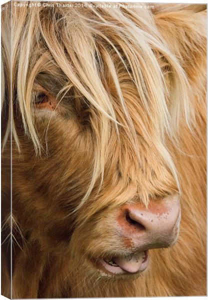  Highland Cow Portrait Canvas Print by Chris Thaxter