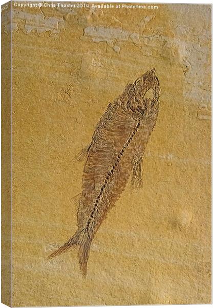 Fish Fossil Canvas Print by Chris Thaxter