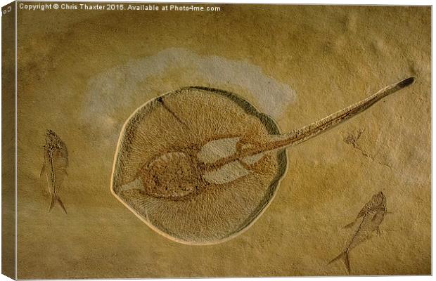  Flat Fish Fossil Canvas Print by Chris Thaxter