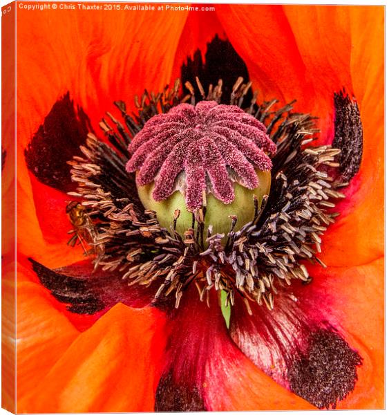 Poppy Heart 2  Canvas Print by Chris Thaxter