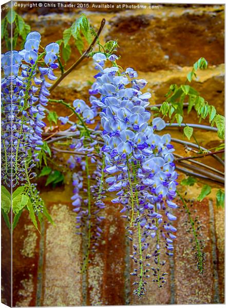  Wisteria Canvas Print by Chris Thaxter