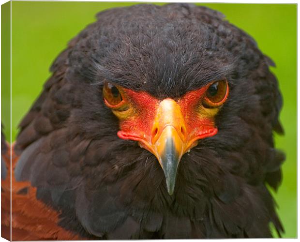 The Bateleur Canvas Print by Chris Thaxter