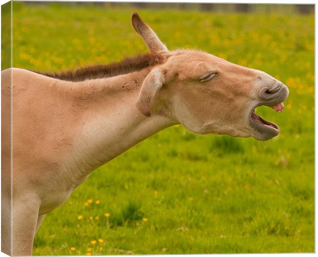 Laughing Onager Canvas Print by Chris Thaxter