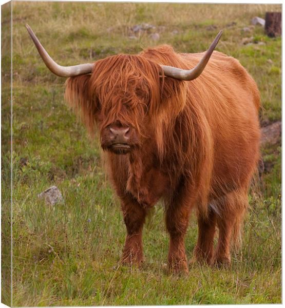 Highland Cow Canvas Print by Chris Thaxter