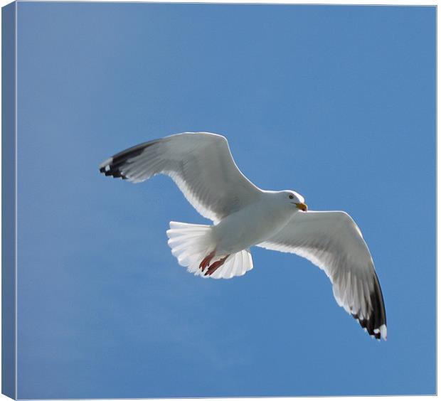 Sea Gull in flight Canvas Print by Chris Thaxter