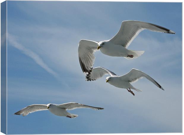 A Trio of Seagulls Canvas Print by Chris Thaxter