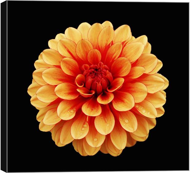 Dahlia with raindrops Canvas Print by Chris Thaxter
