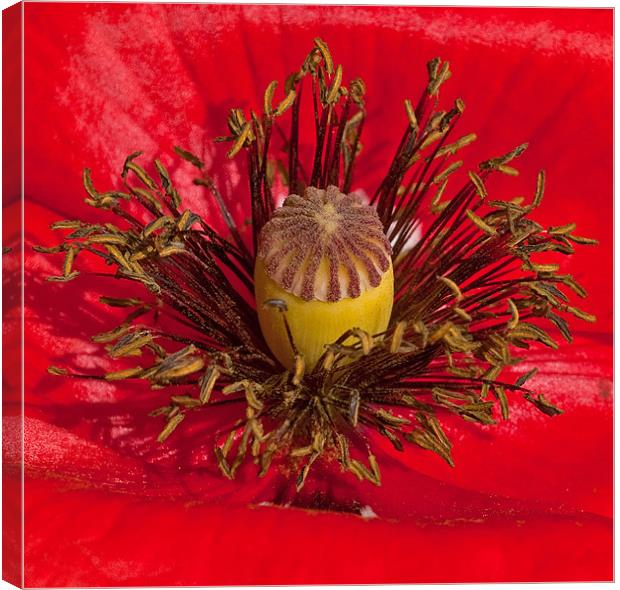 Poppy Heart Canvas Print by Chris Thaxter